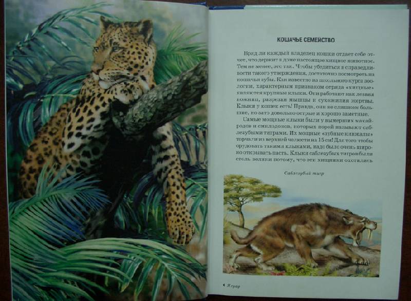Иллюстрация 2 из 32 для Кошки - Сергей Афонькин | Лабиринт - книги. Источник: кареглазка