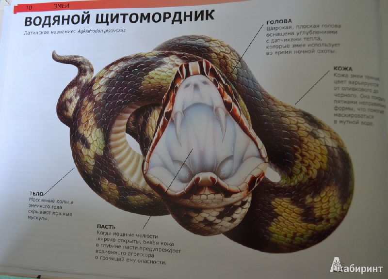 Иллюстрация 4 из 13 для Змеи и другие рептилии: самые страшные холоднокровные создания в мире - Сюзан Барраклаух | Лабиринт - книги. Источник: Irichka