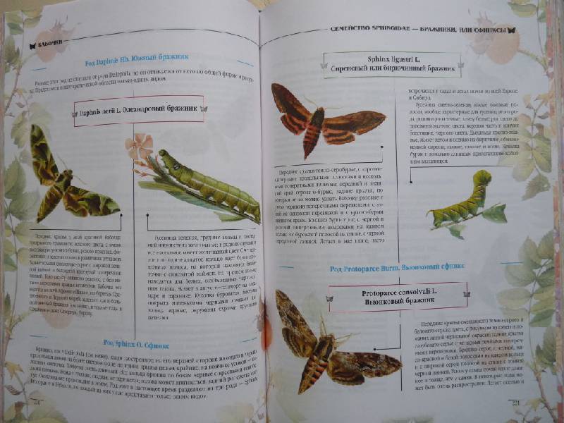 Иллюстрация 25 из 25 для Атлас бабочек и гусениц. Места обитания. Физические характеристики. Поведение. Размножение - Карл Ламперт | Лабиринт - книги. Источник: erlebnis