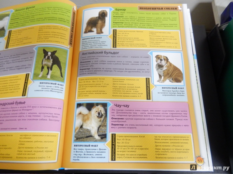 Иллюстрация 8 из 9 для Энциклопедия о собаках. Все о собаках | Лабиринт - книги. Источник: dbyyb