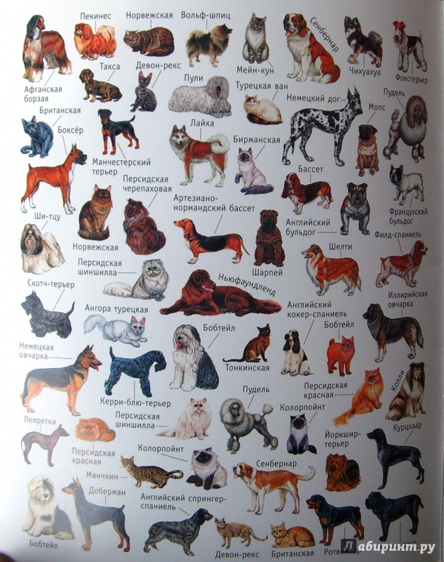 Иллюстрация 12 из 26 для Большая книга развивающих наклеек. Кошки и собаки | Лабиринт - книги. Источник: Соловьев  Владимир