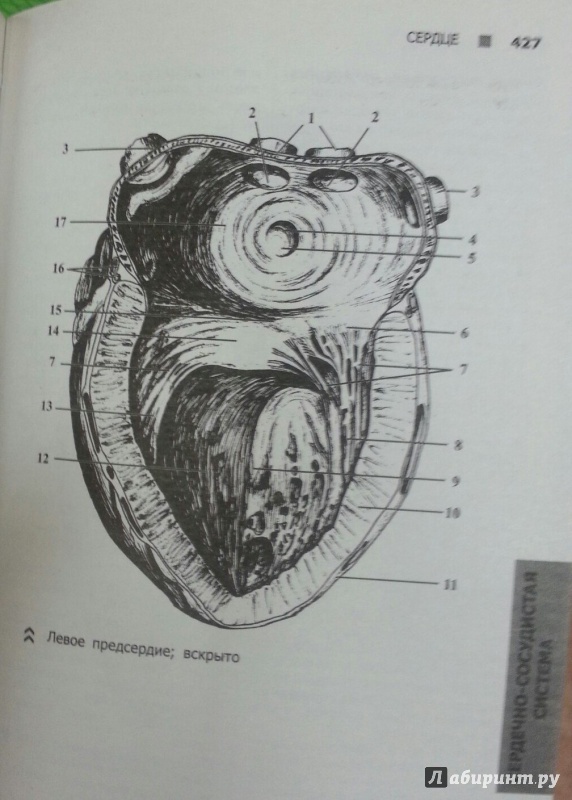 Иллюстрация 21 из 21 для Справочный атлас анатомии человека (На основе Международной анатомической терминологии) - Рудольф Самусев | Лабиринт - книги. Источник: Den