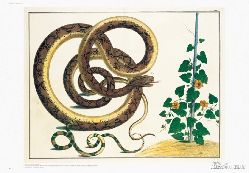 Иллюстрация 4 из 16 для Cabinet of Natural Curiosities - Musch, Rust, Willmann | Лабиринт - книги. Источник: Rishka Amiss