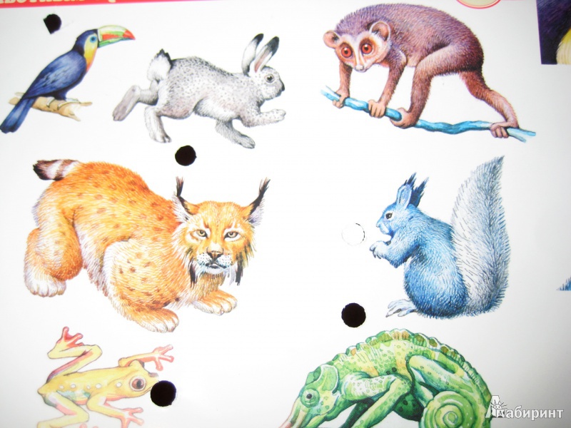 Иллюстрация 6 из 25 для Электровикторина: "Детям о животных" | Лабиринт - игрушки. Источник: So_va