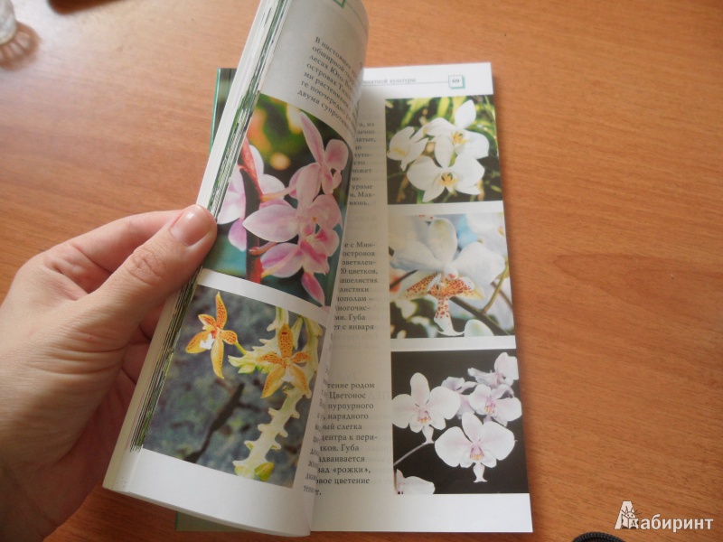 Иллюстрация 4 из 34 для Орхидеи - Коломейцева, Герасимов | Лабиринт - книги. Источник: юлия д.
