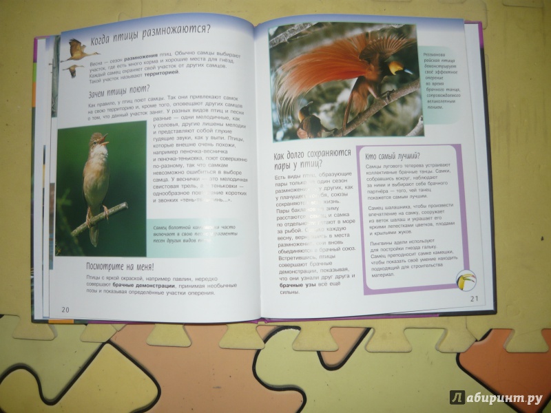Иллюстрация 11 из 20 для Жизненный цикл птиц - Майк Ануин | Лабиринт - книги. Источник: Костина  Наталья Алексеевна