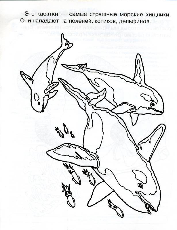 Иллюстрация 3 из 4 для Раскрась и узнаешь морских обитателей | Лабиринт - книги. Источник: РИВА