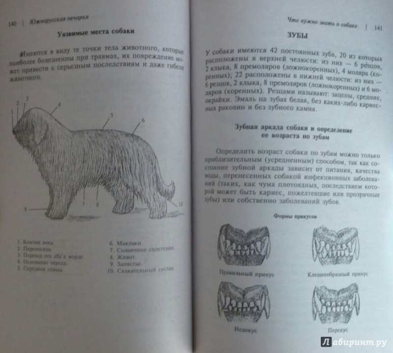 Иллюстрация 30 из 39 для Южнорусская овчарка - Наумова, Виноградова | Лабиринт - книги. Источник: SiB