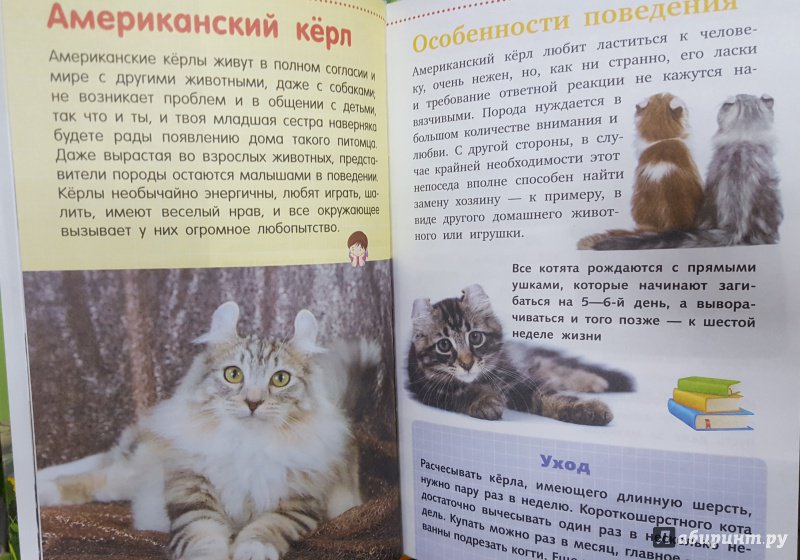 Иллюстрация 7 из 13 для Кошки и котята - Смирнов, Хомич | Лабиринт - книги. Источник: Теплова  Юлия