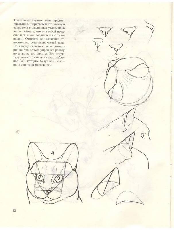 Иллюстрация 31 из 39 для Учитесь рисовать кошек - Дэвид Браун | Лабиринт - книги. Источник: Ялина