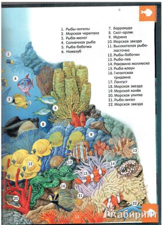 Иллюстрация 6 из 24 для Светящаяся книга о подводном мире - Николас Харрис | Лабиринт - книги. Источник: gabi