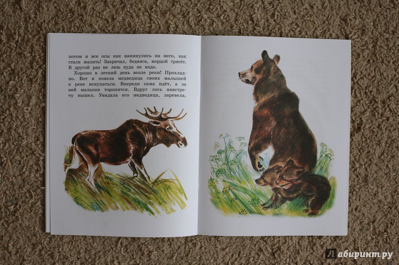 Иллюстрация 28 из 44 для Как медведь в лесу живёт - Вера Чаплина | Лабиринт - книги. Источник: дважды