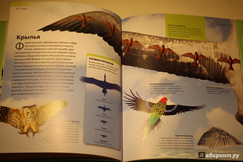 Иллюстрация 9 из 16 для Птицы | Лабиринт - книги. Источник: AL980