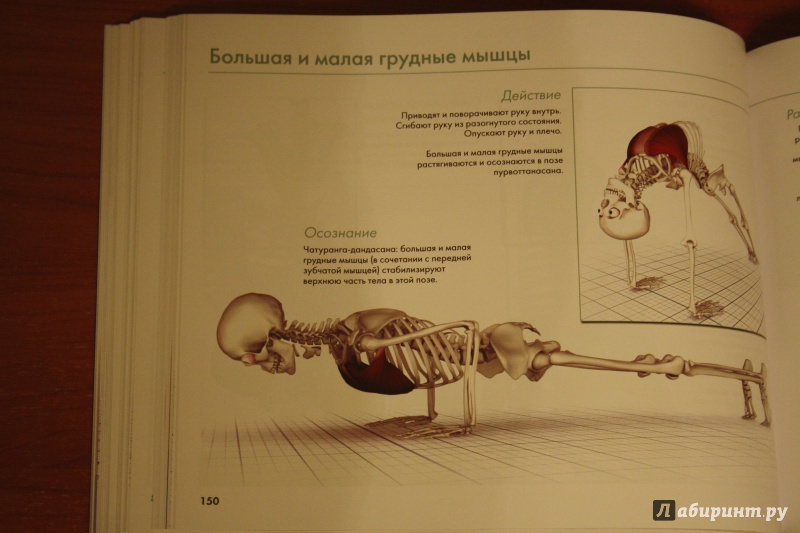 Иллюстрация 23 из 23 для Ключевые мышцы йоги - Рэй Лонг | Лабиринт - книги. Источник: Спинка  Анна Николаевна