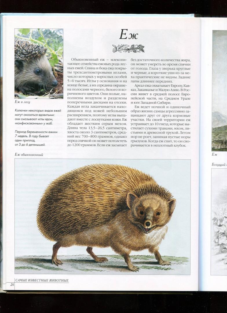 Иллюстрация 20 из 52 для Самые известные животные | Лабиринт - книги. Источник: Лабиринт