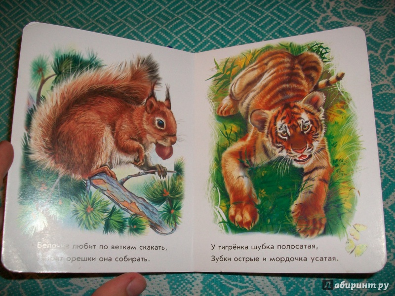 Иллюстрация 13 из 28 для Лесные зверята - Олеся Квитка | Лабиринт - книги. Источник: Надежда