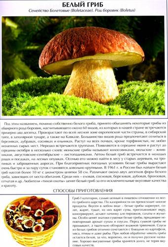 Иллюстрация 10 из 27 для Все о съедобных грибах | Лабиринт - книги. Источник: Золотая рыбка