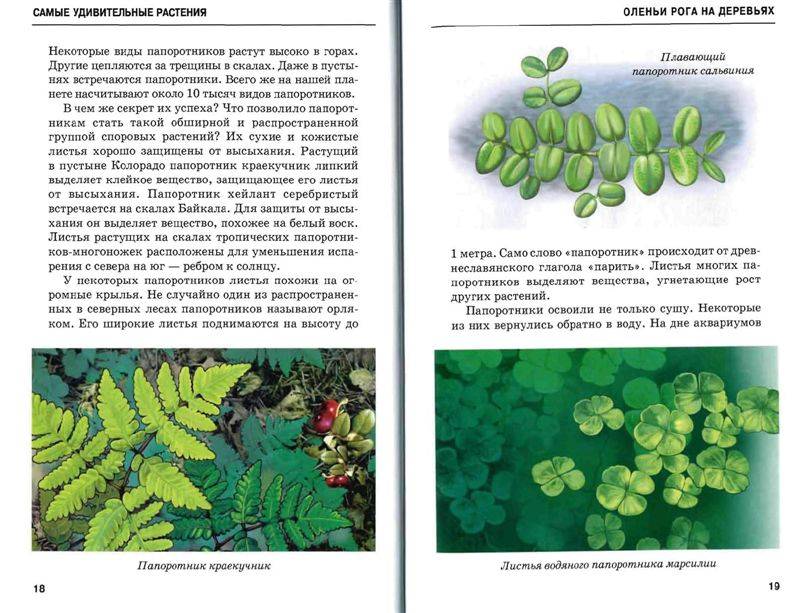 Иллюстрация 2 из 54 для Самые удивительные растения - Сергей Афонькин | Лабиринт - книги. Источник: Юта
