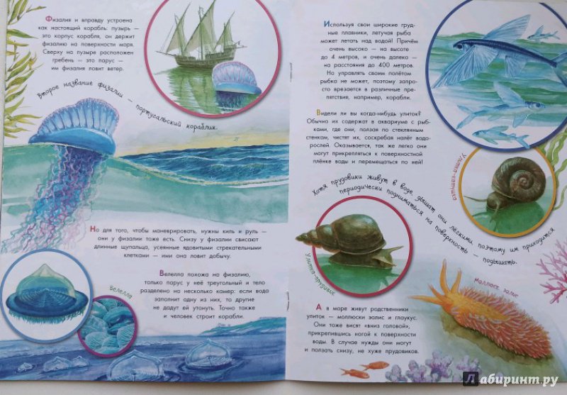 Иллюстрация 9 из 11 для Кто под водой дышит? | Лабиринт - книги. Источник: elo4ka302