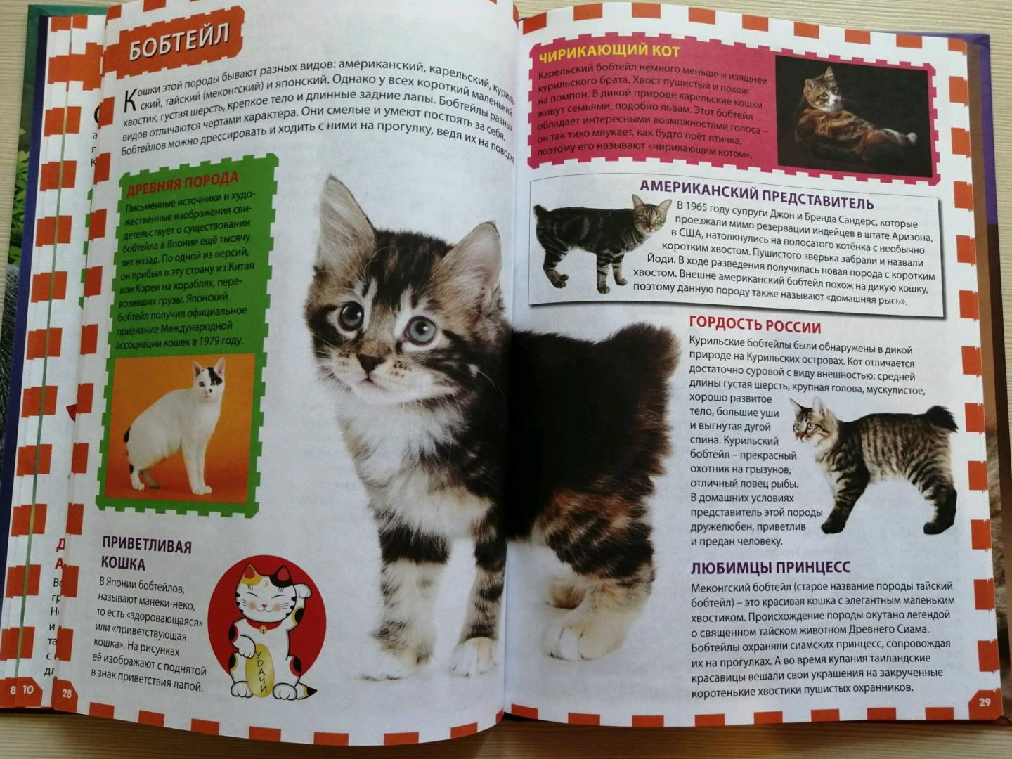 Иллюстрация 22 из 24 для Кошки и котята | Лабиринт - книги. Источник: Юлия Ашурок