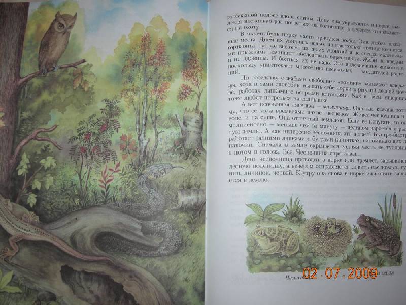 Иллюстрация 14 из 38 для Кто в лесной норе живет?: книга для чтения детям - Александр Тамбиев | Лабиринт - книги. Источник: Соловей