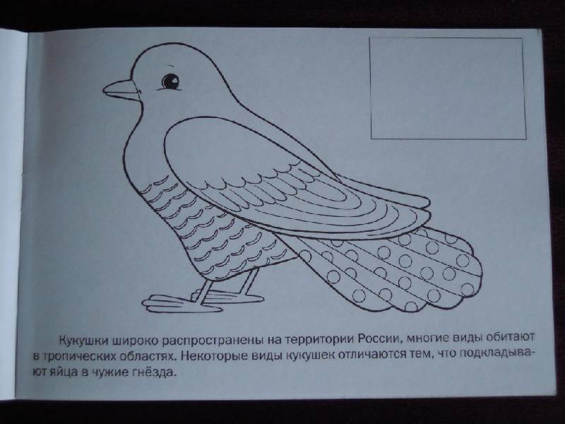 Иллюстрация 5 из 7 для Мои первые уроки "Птицы" (05826) | Лабиринт - книги. Источник: Iwolga