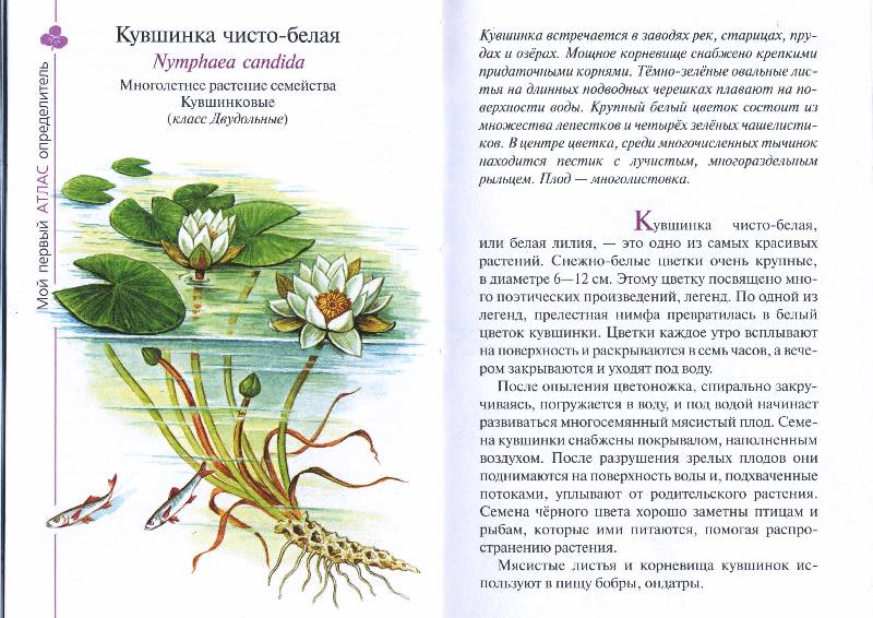 Иллюстрация 5 из 14 для Атлас: Растения водоема (7932) - Козлова, Сивоглазов | Лабиринт - книги. Источник: РИВА