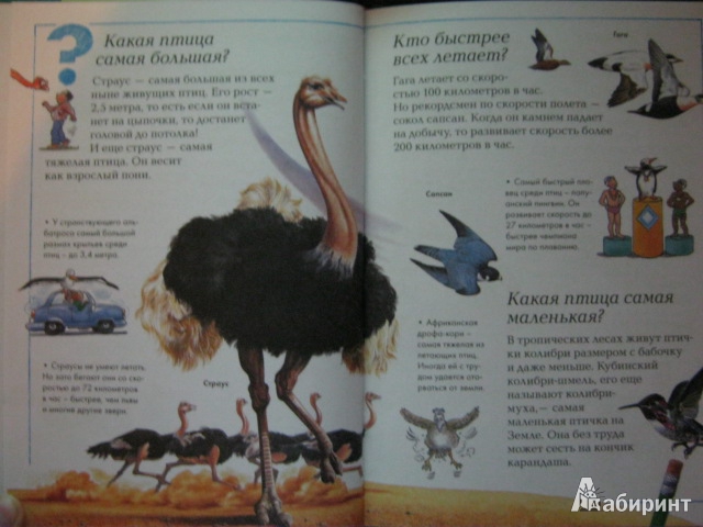 Иллюстрация 3 из 15 для Удивительные птицы планеты | Лабиринт - книги. Источник: Евгения39