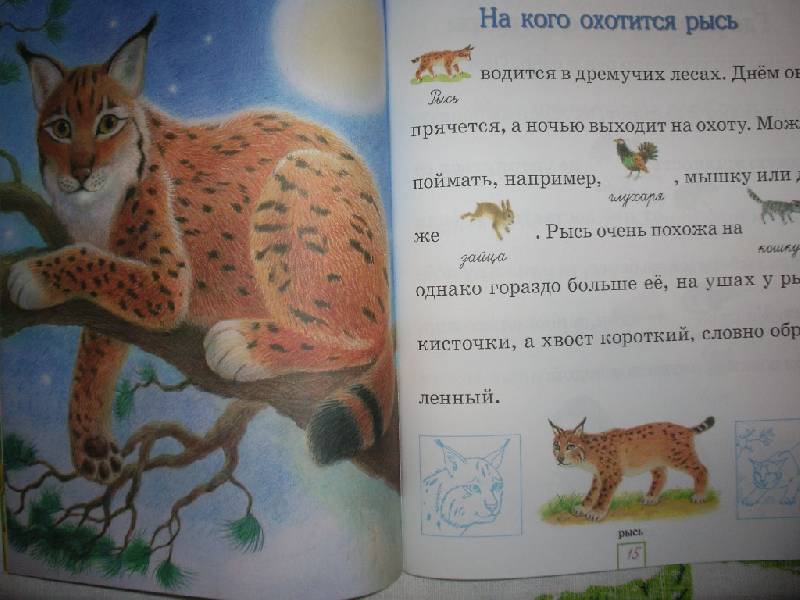 Иллюстрация 13 из 13 для Мир животных - Александрова, Дроздова | Лабиринт - книги. Источник: Tiger.