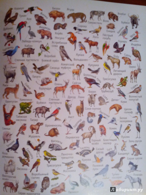 Иллюстрация 11 из 11 для Большая книга развивающих наклеек. Животные | Лабиринт - книги. Источник: Живилова  Юлия