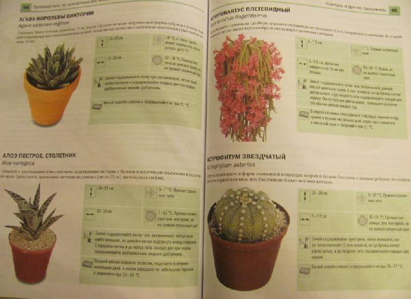Иллюстрация 4 из 5 для Новейшая энциклопедия комнатных растений - Дэвид Сквайрс | Лабиринт - книги. Источник: Дашина мама