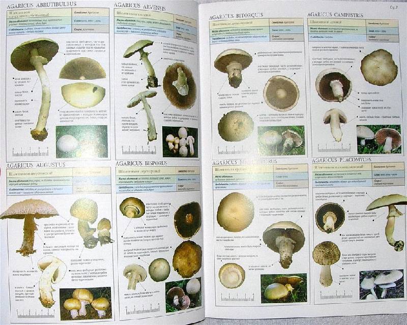 Иллюстрация 18 из 22 для Все о грибах - Пелле Янсен | Лабиринт - книги. Источник: Rocio