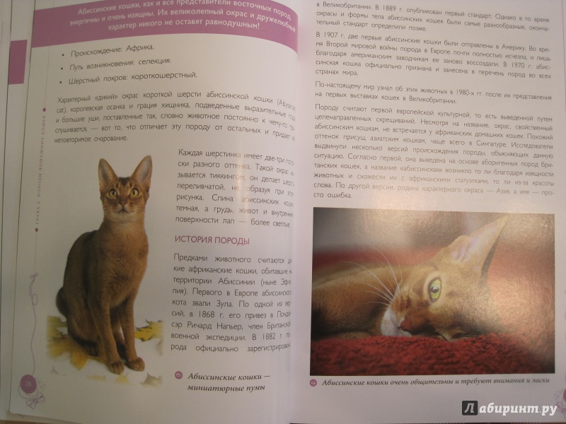 Иллюстрация 10 из 13 для Все породы кошек - Ольга Замятина | Лабиринт - книги. Источник: Наталья