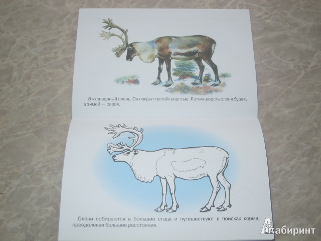Иллюстрация 9 из 23 для Раскраска. Животные Арктики и Антарктики. | Лабиринт - книги. Источник: Iwolga