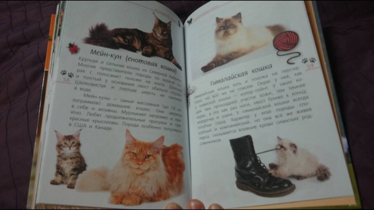 Иллюстрация 28 из 28 для Кошки дикие и домашние - Александр Тихонов | Лабиринт - книги. Источник: anka46