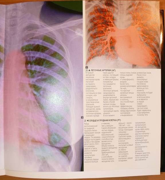 Иллюстрация 15 из 15 для Большой атлас анатомии человека - Пьерлуиджи Диано | Лабиринт - книги. Источник: Caelus