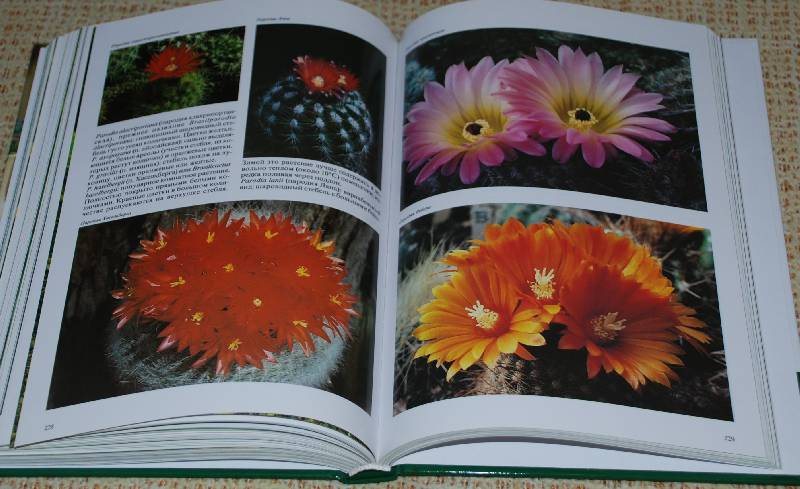 Иллюстрация 44 из 48 для Комнатные растения - Нико Вермейлен | Лабиринт - книги. Источник: МаRUSя