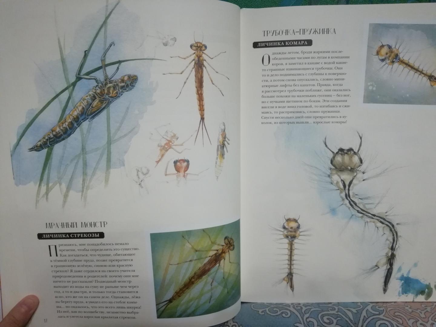 Иллюстрация 69 из 127 для Музей живых насекомых - Франсуа Лассерр | Лабиринт - книги. Источник: Счастливая мама