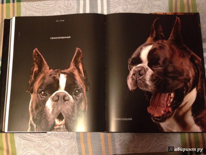 Иллюстрация 7 из 37 для Жизнь собак - Громис ди Трана Катерина | Лабиринт - книги. Источник: Natali007