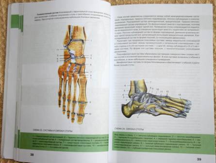 Иллюстрация 4 из 4 для Анатомия человека | Лабиринт - книги. Источник: Aloida