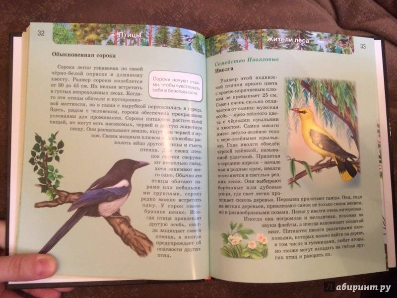 Иллюстрация 59 из 61 для Птицы | Лабиринт - книги. Источник: Лабиринт