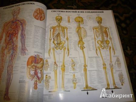 Иллюстрация 8 из 12 для Анатомия человека. Системы и органы | Лабиринт - книги. Источник: Маруся Милова