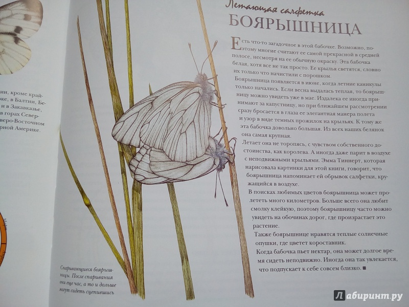 Иллюстрация 22 из 51 для Моя книга бабочек - Стефан Каста | Лабиринт - книги. Источник: Трубадур