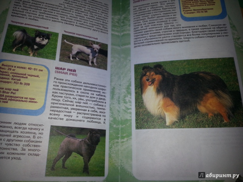 Иллюстрация 2 из 6 для Самые популярные породы собак - Эва-Мария Кремер | Лабиринт - книги. Источник: semerkina