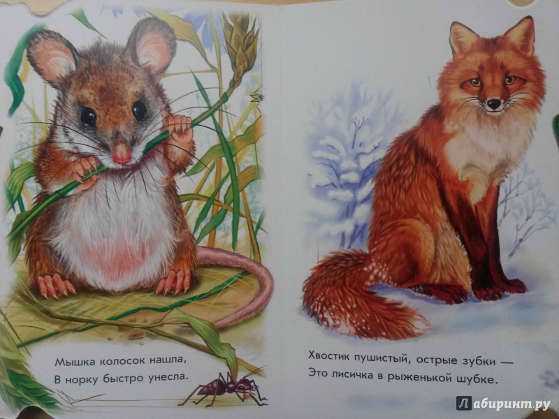 Иллюстрация 8 из 35 для В лесу - Олеся Квитка | Лабиринт - книги. Источник: Петрашова  Мария