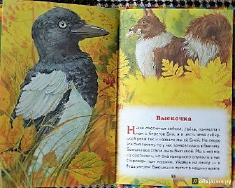 Иллюстрация 32 из 44 для Про птиц и зверей - Михаил Пришвин | Лабиринт - книги. Источник: Olga