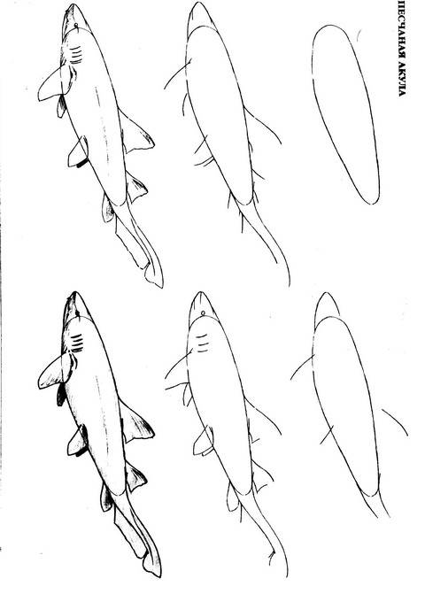 Иллюстрация 26 из 33 для Рисуем 50 акул, китов и других морских животных - Эймис, Бадд | Лабиринт - книги. Источник: bagirchik
