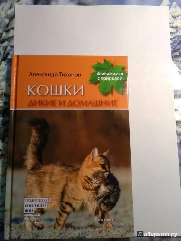 Иллюстрация 2 из 28 для Кошки дикие и домашние - Александр Тихонов | Лабиринт - книги. Источник: SergP