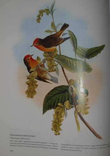 Иллюстрация 21 из 22 для Птицы Азии - Джон Гульд | Лабиринт - книги. Источник: Наталья Бухтиярова