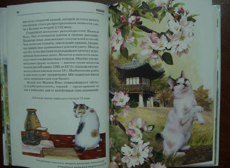 Иллюстрация 6 из 32 для Кошки - Сергей Афонькин | Лабиринт - книги. Источник: кареглазка